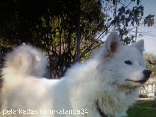 bihter Dişi Samoyed