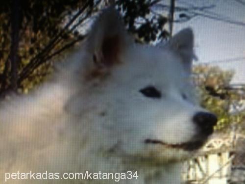 bihter Dişi Samoyed