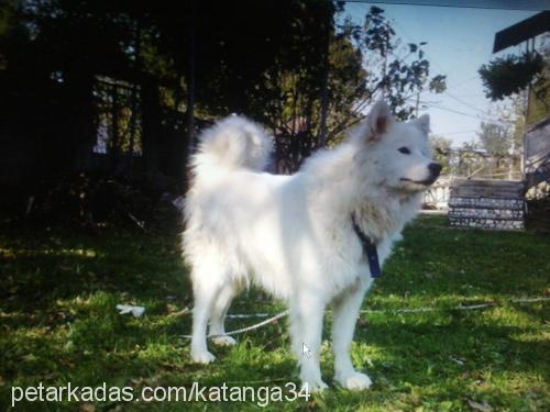 bihter Dişi Samoyed