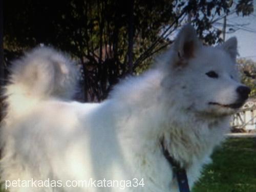 bihter Dişi Samoyed