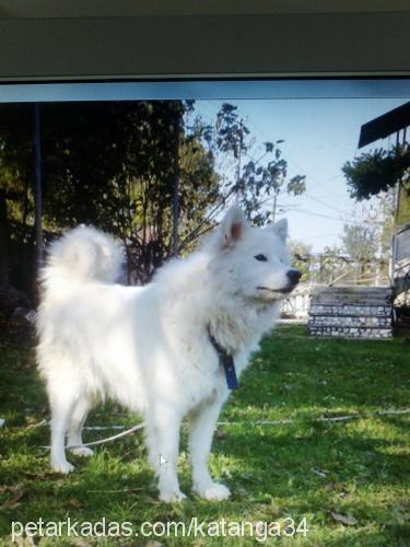 bihter Dişi Samoyed