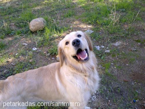 sam Erkek Golden Retriever