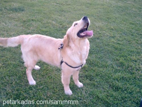 sam Erkek Golden Retriever