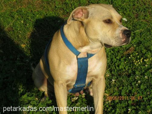 morgana Dişi Amerikan Staffordshire Terrier