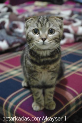 kuki Dişi Scottish Fold