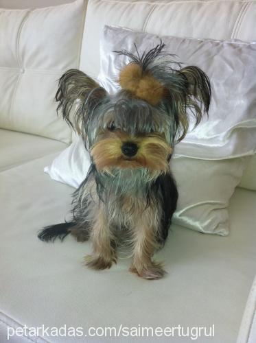 mİŞel Dişi Yorkshire Terrier