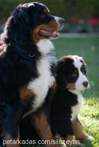 king.of.lords Erkek Bernese Dağ Köpeği