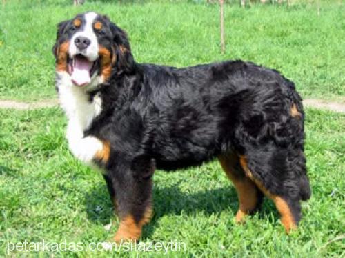 king.of.lords Erkek Bernese Dağ Köpeği