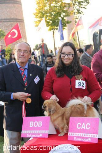 gch.ch.fıstık Dişi Pekingese