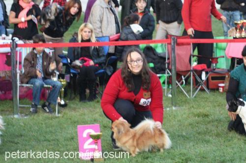 gch.ch.fıstık Dişi Pekingese