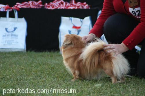 gch.ch.fıstık Dişi Pekingese