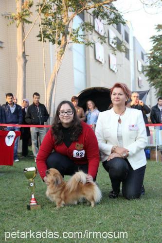 gch.ch.fıstık Dişi Pekingese