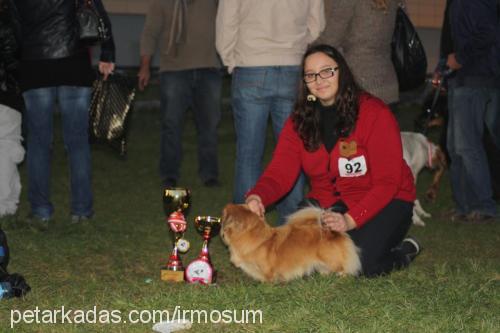 gch.ch.fıstık Dişi Pekingese