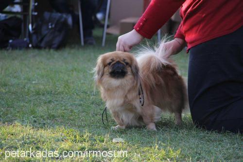 gch.ch.fıstık Dişi Pekingese