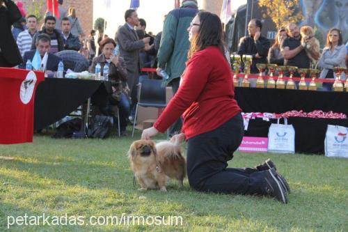 gch.ch.fıstık Dişi Pekingese