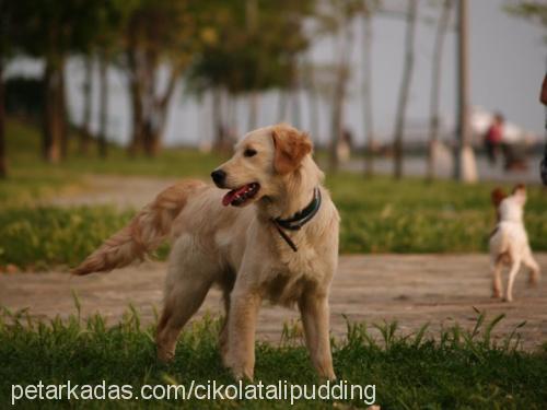 millie Dişi Golden Retriever