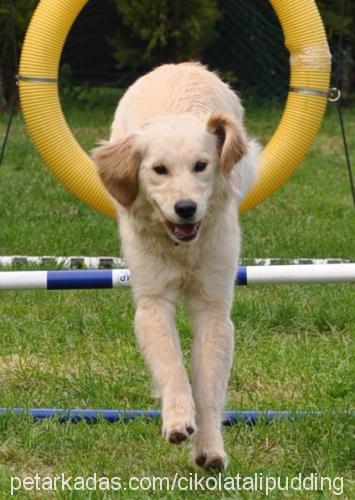 millie Dişi Golden Retriever