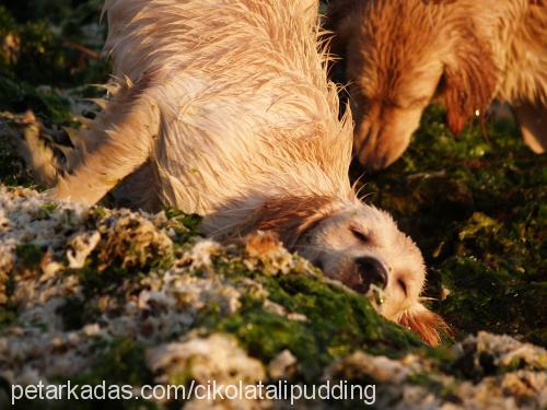 millie Dişi Golden Retriever