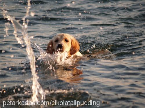 millie Dişi Golden Retriever