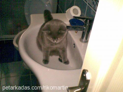 riko Erkek British Shorthair