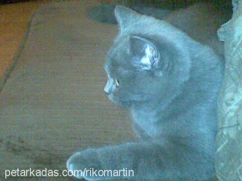 riko Erkek British Shorthair