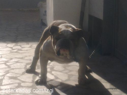 İgor Erkek İngiliz Bulldog