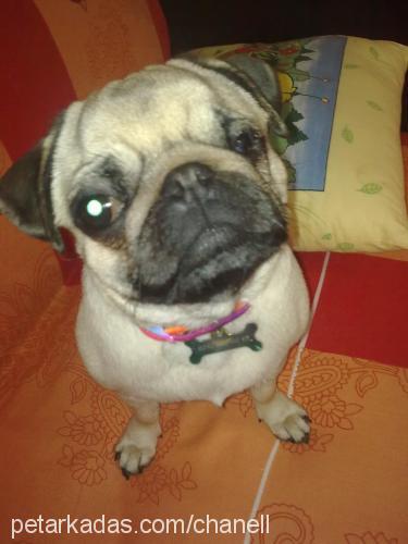 chanel Dişi Pug