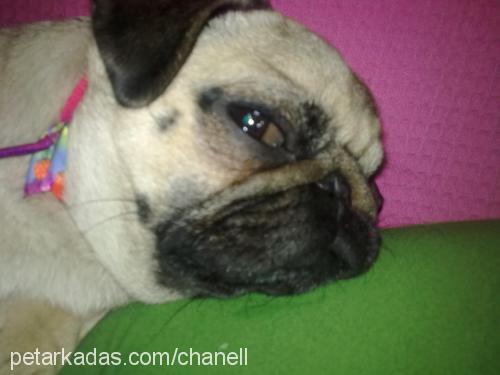 chanel Dişi Pug