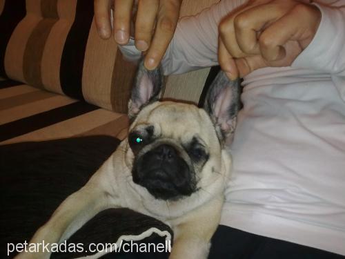 chanel Dişi Pug