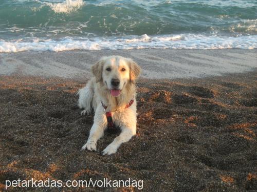 aşil Erkek Golden Retriever