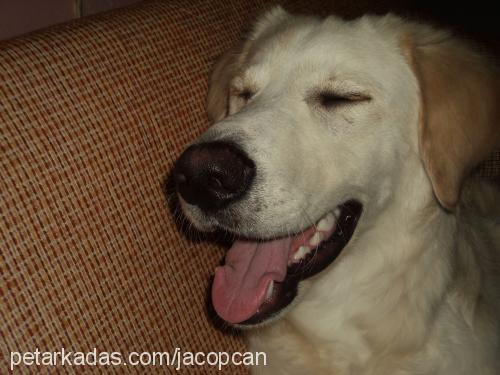 jacop Erkek Golden Retriever