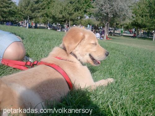 tarçın Erkek Golden Retriever