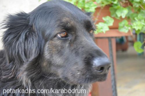 kara Dişi Flat Coated Retriever