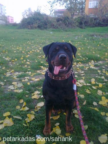 lİnda Dişi Rottweiler