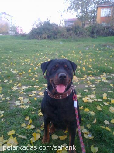 lİnda Dişi Rottweiler