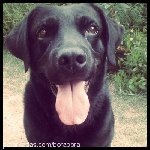 paşa Erkek Labrador Retriever