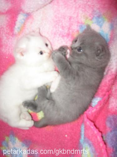 bulut Dişi Scottish Fold