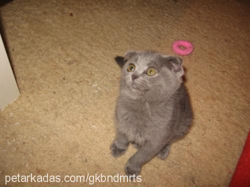 bulut Dişi Scottish Fold