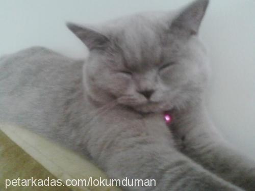 mışık Dişi Scottish Fold