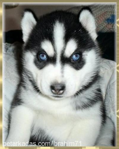 sahiplenmekisti Dişi Sibirya Kurdu (Husky)