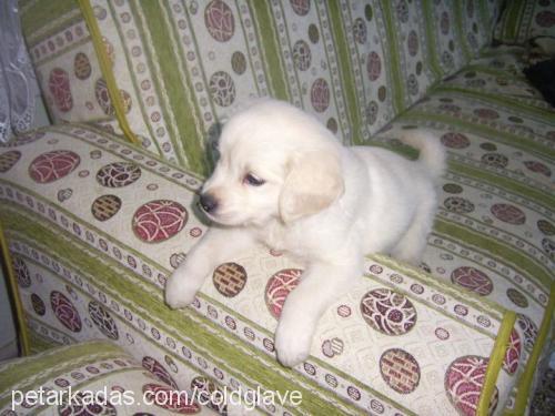 kuzey Erkek Golden Retriever