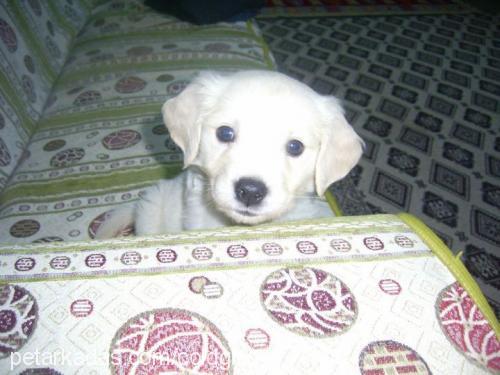 kuzey Erkek Golden Retriever