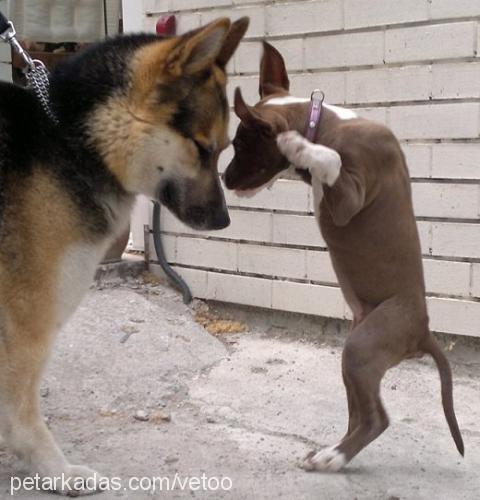 etna Dişi Amerikan Pitbull Terrier