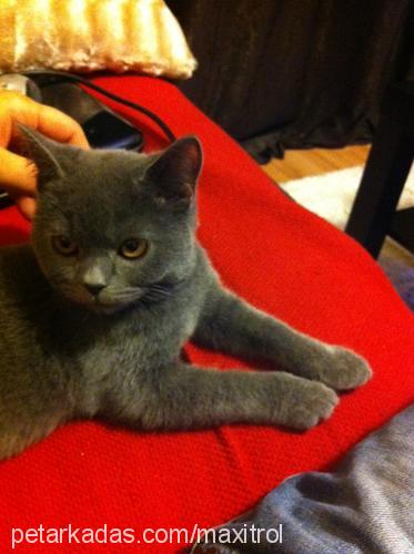 romeo Erkek British Shorthair