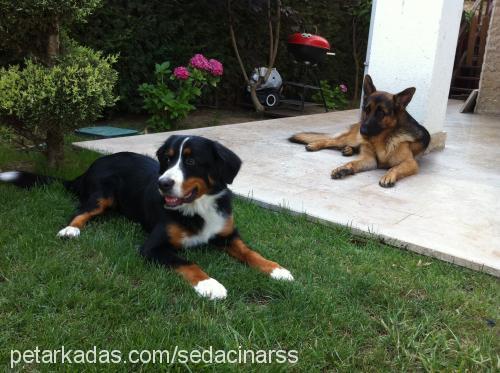 jess Dişi Bernese Dağ Köpeği