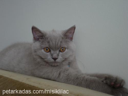 mışık Dişi British Shorthair