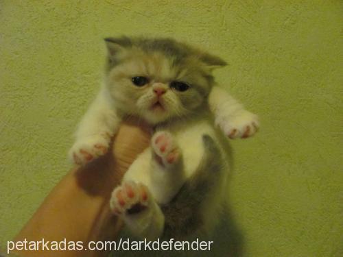 ezo Dişi Exotic Shorthair