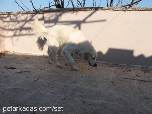 paşa Erkek Golden Retriever