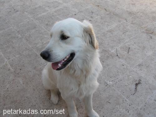 paşa Erkek Golden Retriever