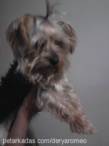 romeo Erkek Yorkshire Terrier